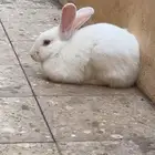 ارانب للبيع