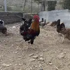 دجاج عربي