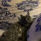 قط مفقود مكافاة للي يلقاه