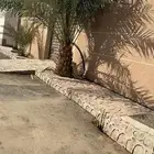 روثانه كبير   2 صغار عجوى نخل