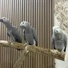 للبيع فروخ كاسكو