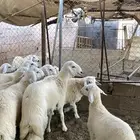 ذبايح طليان ورخال حلال بر ونضيف ويوجد ذبح وتوصيل