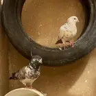 حمام باكستاني