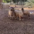 نعاج نعيم