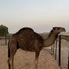 حاشي لباني عمره 8 اشهر