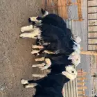 ذبايح طليان نجد