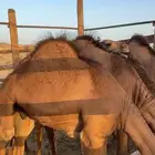 قعدان بلدي بريه كفو مشروطه