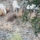 ضان مقاني صنف حرش رقم 1 وجروم عاليه ورعويه شرط