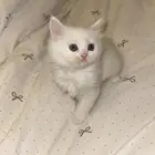 قطط كيتن للبيع