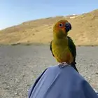 صن كنيور اليف