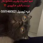 قطه للتبني مستعجلل