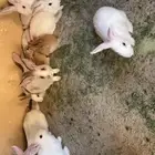 ارانب للبيع منتجه البيع زوج للتواصل