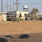 ركوب حر للخيل