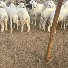 ذبايح مكه   طليان حري وسواكني وتيوس مع الذبح والتوصيل