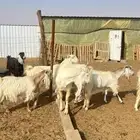 فحل تيس مطور هولندي مصري