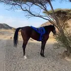 حصان شعبي