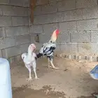 دجاج فارسي توب توب الصحه ميه