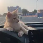 بس سكوتش اليف وجد ا لعوب