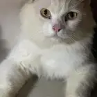 قط للتبني