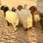 خرفان نعيم ذبايح