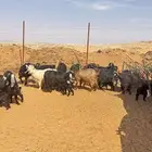 معزا مواليد لعدد 12 معهن 17 5 اتوام و7 على و1