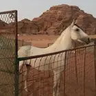 بسم الله الرحمن الرحيم اعرض لكم خيل عربي اصيل