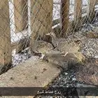 زوج غطاط للبيع الحد 190 العمر سنتين