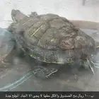 سلحفاة للبيع قابل للتفاوض مع الاكل والحوض