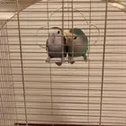 طيور روز زوج للبيع