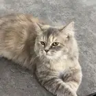 قطط تبني
