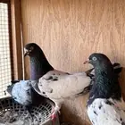 حمام باكستاني