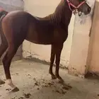 مهر شيخ للبيع