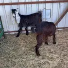 معزتين عوارض العمر 6 شهور سمن طيب ادون من الفل بشي بسيط