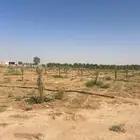 فروخ نخل خلاص