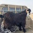 تيس عارضي سنه توه شاق رباع