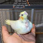فرخ كروان لاتينو غر