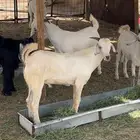تيوس للبيع