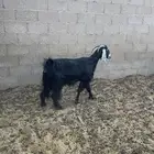 عنز مضرع للبيع