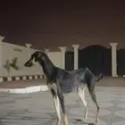 سلقه