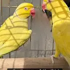 زوج دره لاتينو للبيع او للبدل