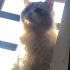 قط ذكر مفقود حي الشفا