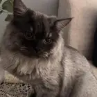 قط شيرازي