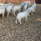 للبيع بهم حري 30 راس خرفان صافي