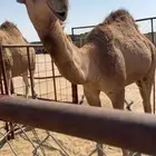 للبيع 10 من الابل بفحلها منوه القناي