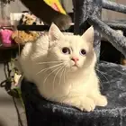 قطة سكوتش ستريت