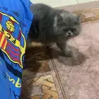 قطه مع أغراض للبيع