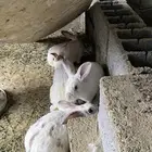 ارانب للبيع