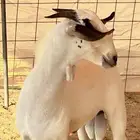 تيس بيشي صنف الصننف. ( تم البيع )