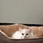 للتبني