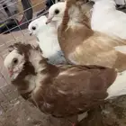 حمام للبيع